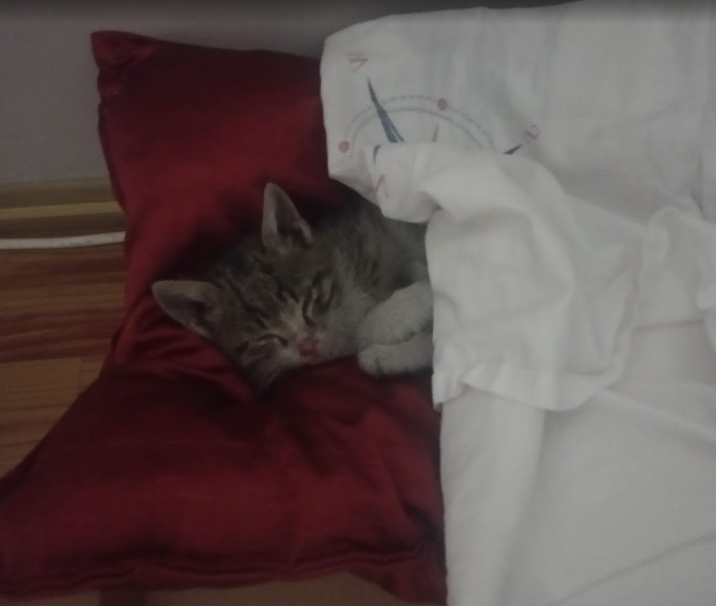 cat16