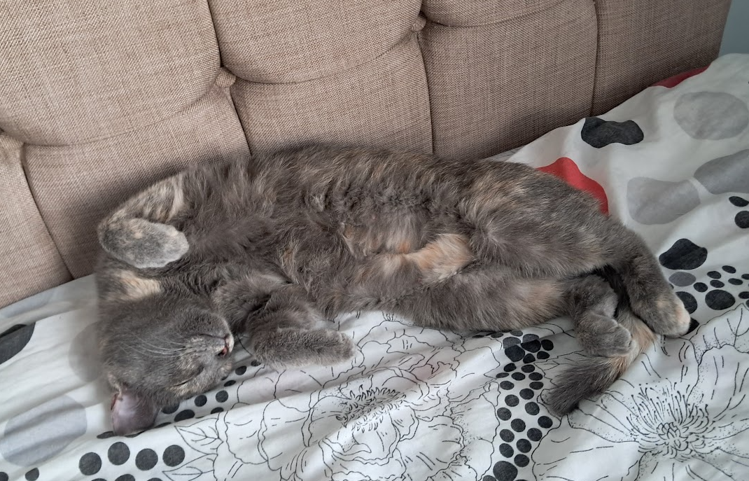 cat5