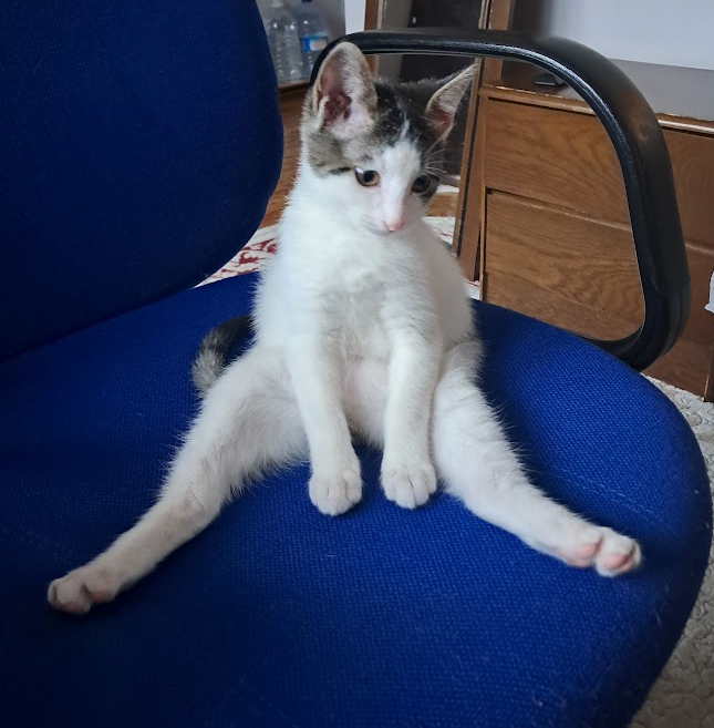 cat8